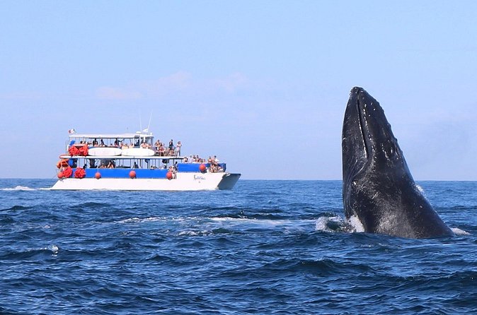 Whale Watching in Puerto Vallarta - Crew Energy and Entertainment: When the Boat Feels Like a Party