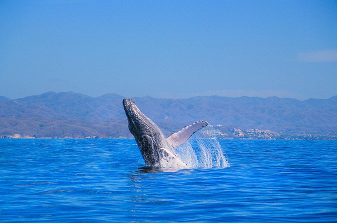 Whale Watching in Puerto Vallarta - Photos at Sea-Level: Tips for Getting the Shot