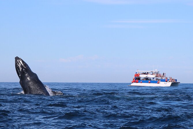 Whale Watching in Puerto Vallarta - Onboard Catamaran Comfort: Open Bar, Snacks, and Working Bathrooms