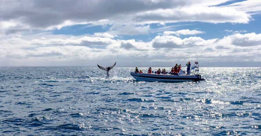 Whale Watching in Reykjavik by Speedboat - Timing Tips That Improve Your Odds of a Great Day