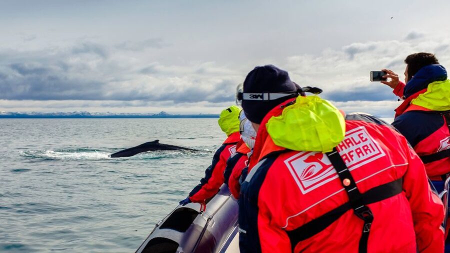 Whale Watching in Reykjavik by Speedboat - RIB Speedboat Whale Watching: What You Really Get for the Money