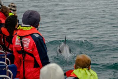 Whale Watching in Reykjavik by Speedboat - Where It Starts: Old Harbour Meeting Point and What to Expect on Arrival