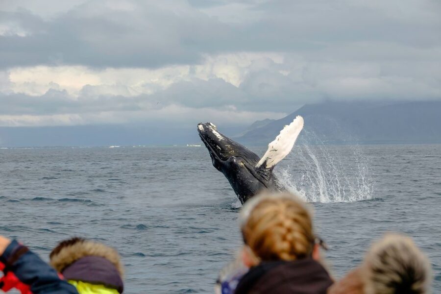 Whale Watching in Reykjavik by Speedboat - On-Water Wildlife Search: Whales, Dolphins, and Seabirds Up Close
