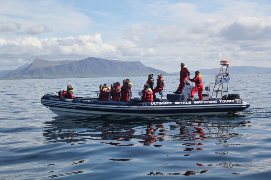 Whale Watching in Reykjavik by Speedboat - Puffins in May–August: How the Breeding-Season Stop Works