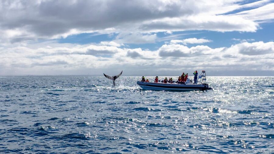 Whale Watching in Reykjavik by Speedboat - The Return Trip: Sun Voyager and Harpa from the Sea