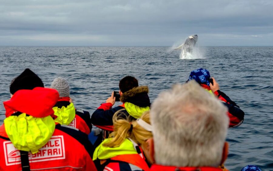 Whale Watching in Reykjavik by Speedboat - Comfort and Motion: Shock Seats, Quick Zips, and Who This Boat Is For