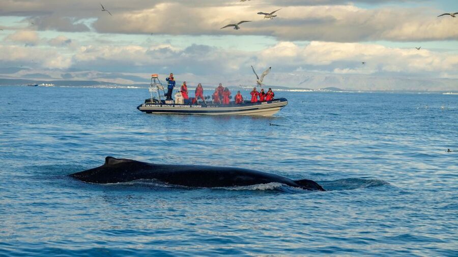 Whale Watching in Reykjavik by Speedboat - Price and Value: Why $200 Can Make Sense (and When It Might Not)