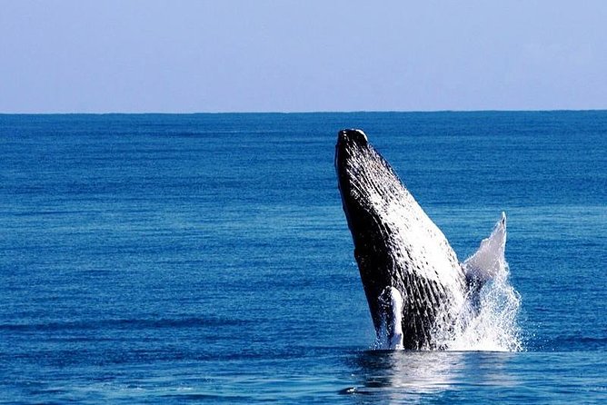 Whale Watching in Samana - Key Points at a Glance