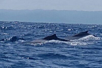 Whale Watching in Samana - On the Water in Samana Bay: What Whale Watching Feels Like