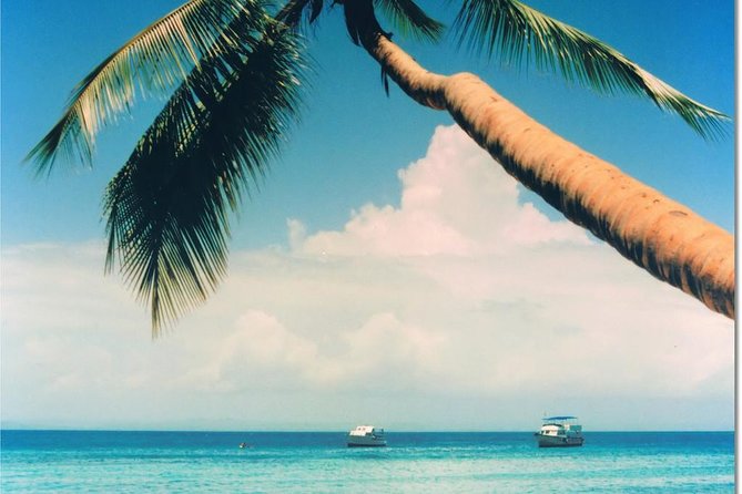 Whale Watching in Samana - Who This Tour Fits Best (and Who Should Skip It)