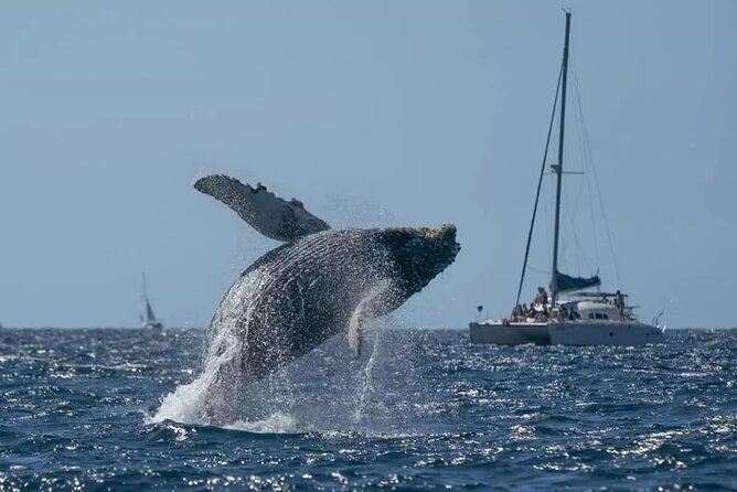 Whale Watching in Samaná Bay + Bacardi Island Beach- Full DayTrip - Key highlights you’ll care about