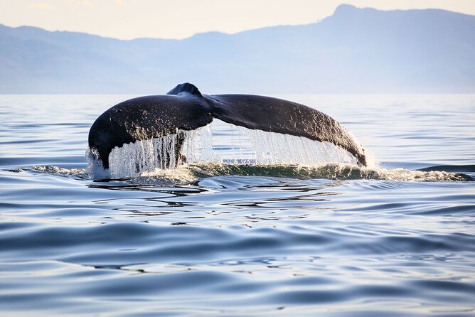 Whale Watching in Samaná Bay + Bacardi Island Beach- Full DayTrip - From Punta Cana to Las Cañitas: the 6:00 am rhythm