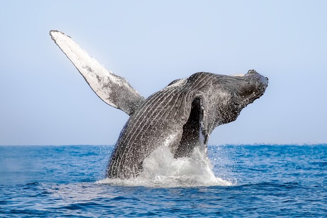Whale Watching in Samaná Bay + Bacardi Island Beach- Full DayTrip - Choosing your boat mindset: wet weather, whale focus