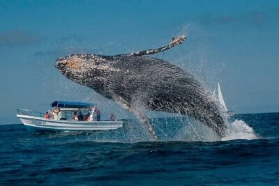 Whale Watching in Samaná Bay + Bacardi Island Beach- Full DayTrip - Las Cañitas pier: where your whale day starts