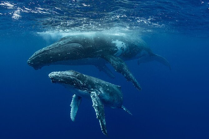 Whale Watching in Samaná Bay + Bacardi Island Beach- Full DayTrip - Cayo Levantado (Bacardi Island): beach time that feels like a reward