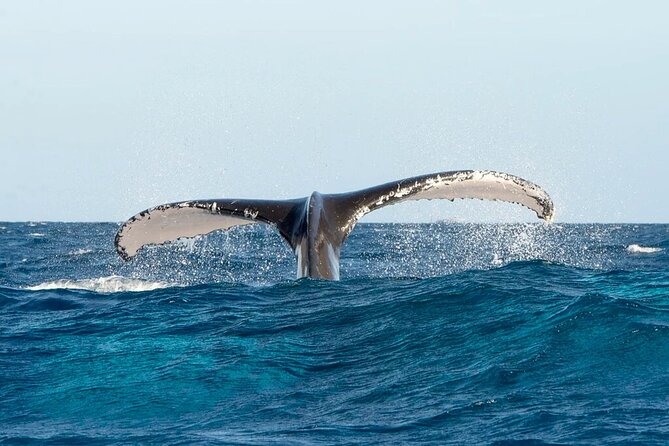 Whale Watching in Samaná Bay + Bacardi Island Beach- Full DayTrip - Lunch on the island: buffet + one national drink