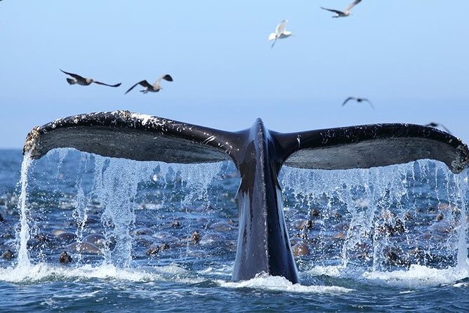 Whale Watching in Samaná Bay + Bacardi Island Beach- Full DayTrip - Price and value: what $169 buys you in real terms