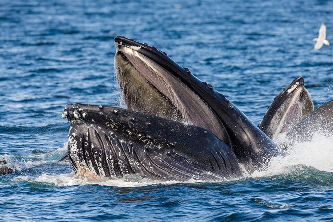 Whale Watching in Samaná Bay + Bacardi Island Beach- Full DayTrip - Weather and the honest reality of whale days