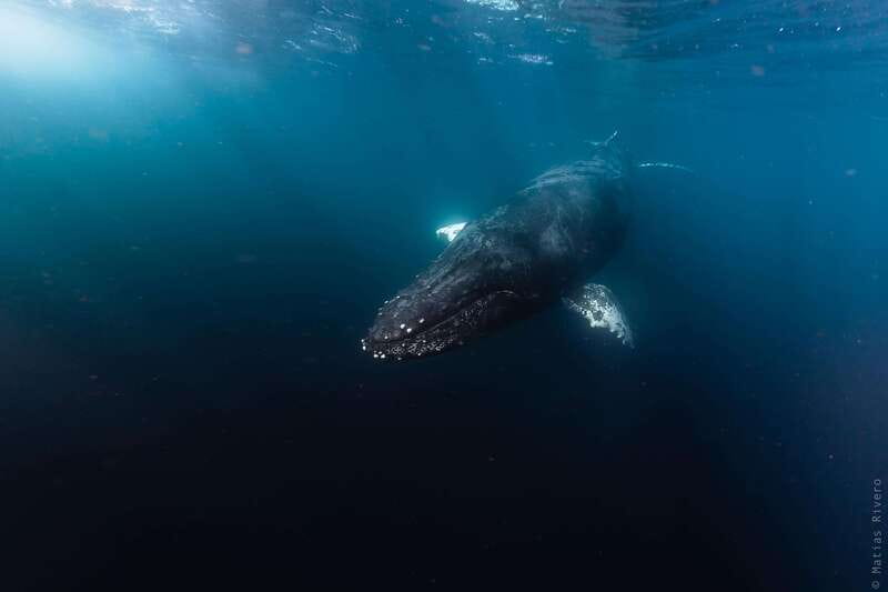Whale Watching in San Jose del Cabo - Key things to know before you go
