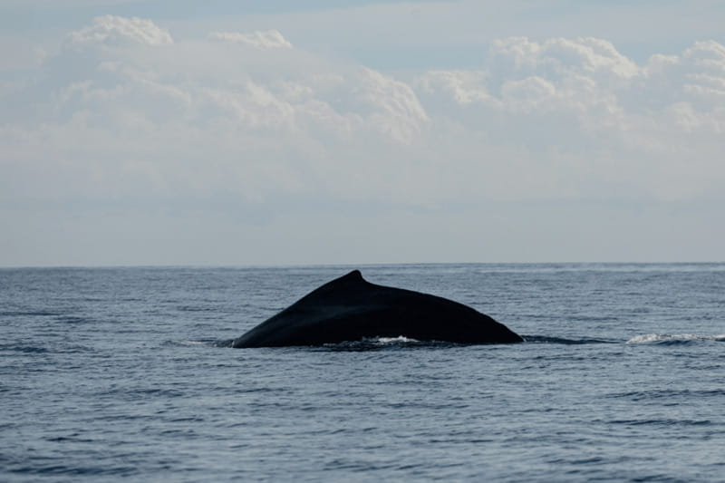 Whale Watching in San Jose del Cabo - Whale watching in San Jose del Cabo: why this cruise feels different