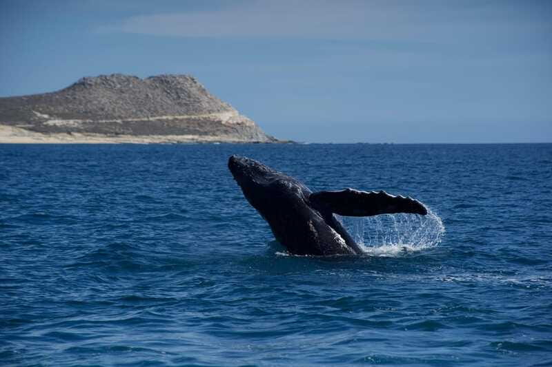 Whale Watching in San Jose del Cabo - The two-hour whale watching run: briefing, spotting, and respectful approach