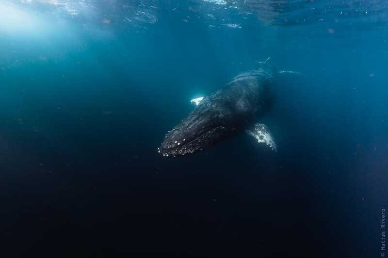 Whale Watching in San Jose del Cabo - Price and value: why $140 can make sense for a 2-hour whale watch
