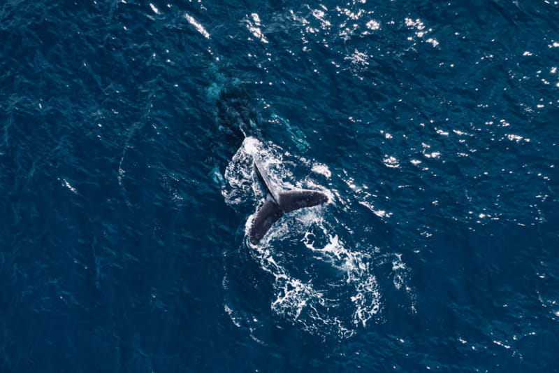 Whale Watching in San Jose del Cabo - Rules onboard: what’s not allowed and why it helps