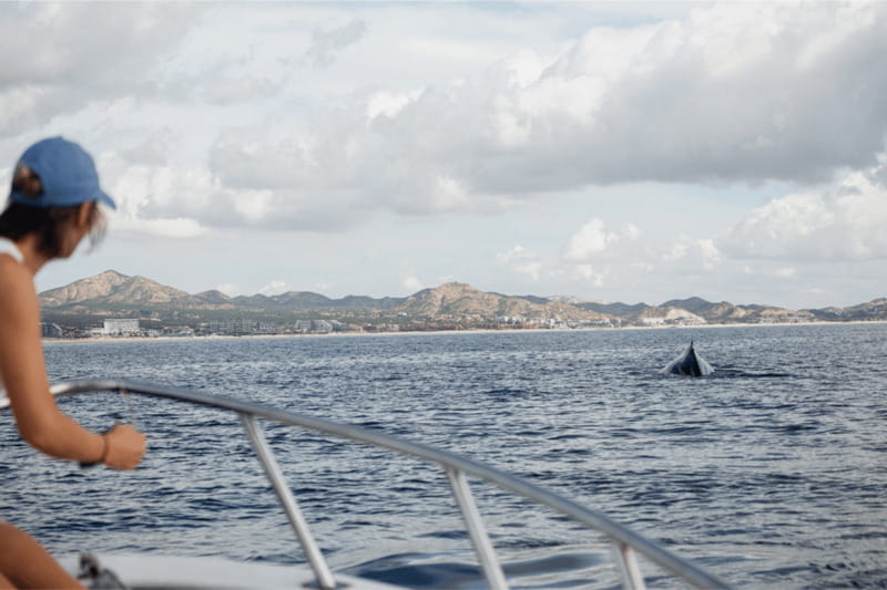Whale Watching in San Jose del Cabo - Tips for your best experience on the water