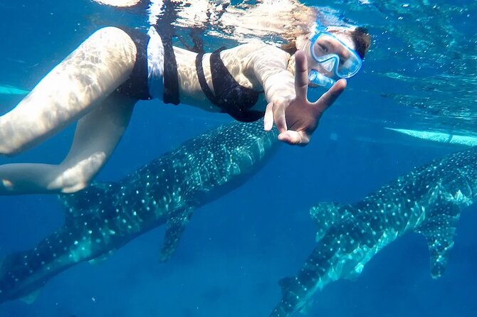 Whale Watching in Sumilon Island with Ocean View Resort and Lunch - From Marigondon to Oslob: the early-start reality
