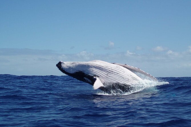 Whale watching in the calm of the peninsula with Tātahi tours - Key highlights to know before you go