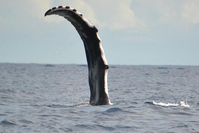 Whale watching in the calm of the peninsula with Tātahi tours - The Toahotu to Teahupoo route and the Teahupoo wave moment