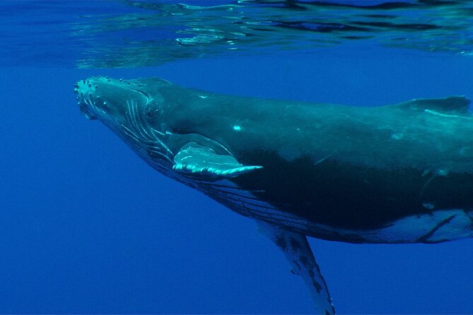 Whale watching in the calm of the peninsula with Tātahi tours - Snorkeling gear, fruits, and how the 4 hours feel in real life