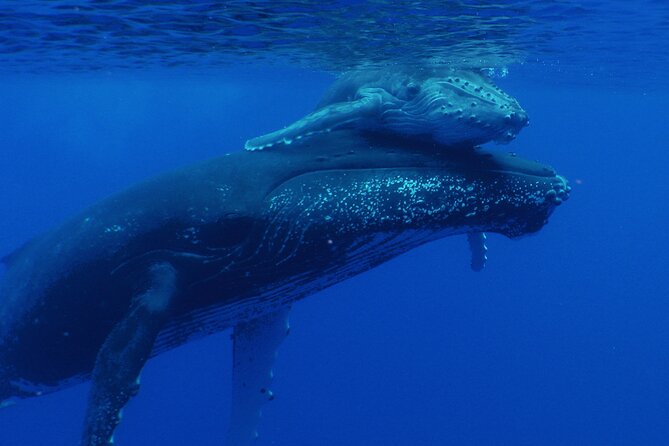 Whale watching in the calm of the peninsula with Tātahi tours - Logistics that matter: meeting point, transfers, and your timing