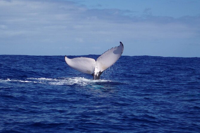 Whale watching in the calm of the peninsula with Tātahi tours - Fenua Aihere: the roadless island vibe you reach only by boat