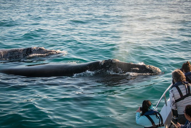 Whale Watching Knysna - Close Encounter Experience Ocean Odyssey - Ocean Odyssey at Thesen Island: where Knysna whale watching starts