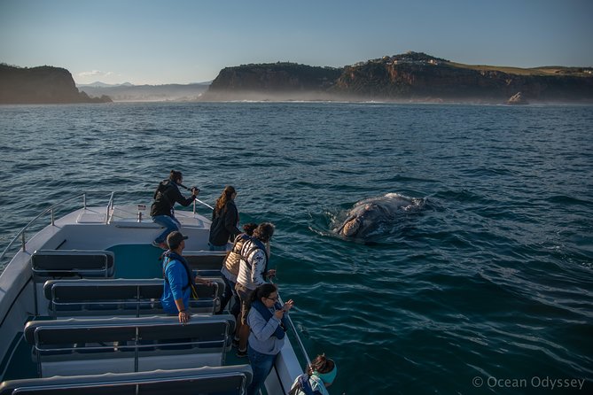 Whale Watching Knysna - Close Encounter Experience Ocean Odyssey - The two-hour timeline: what the outing feels like in real time