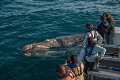 Whale Watching Knysna - Close Encounter Experience Ocean Odyssey - Check-in, indemnity, and life jackets: how the crew sets you up