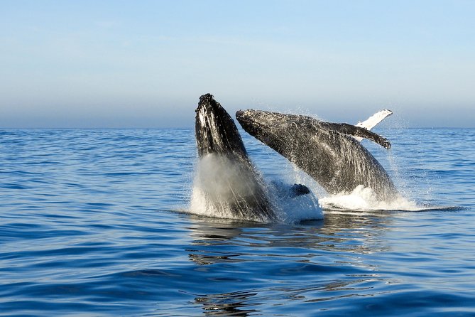 Whale Watching Knysna - Close Encounter Experience Ocean Odyssey - What you might see off Knysna’s coastline (and how to think about it)