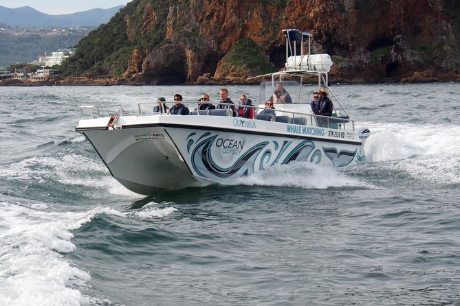 Whale Watching Knysna - Close Encounter Experience Ocean Odyssey - Close encounter positioning: why the captain’s commentary matters
