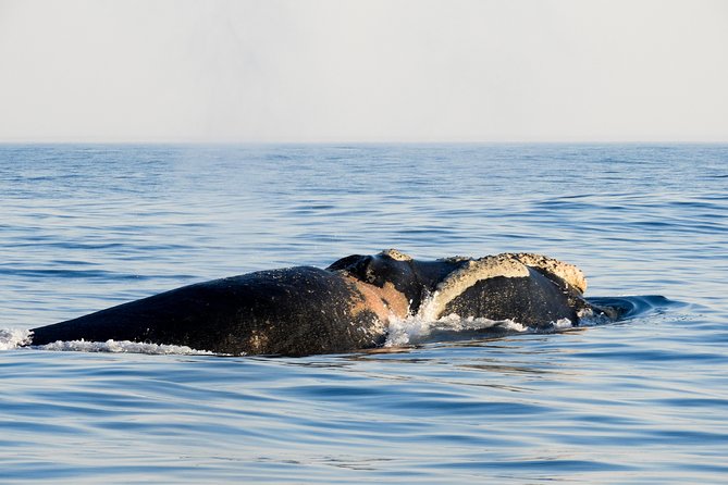 Whale Watching Knysna - Close Encounter Experience Ocean Odyssey - Dolphins and whales: a realistic view of your best moments