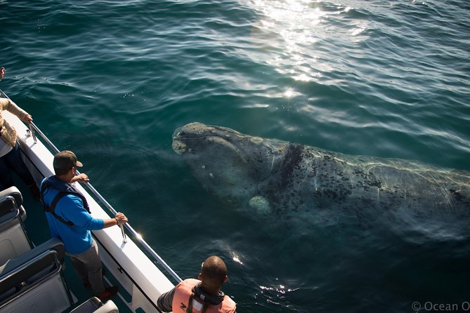 Whale Watching Knysna - Close Encounter Experience Ocean Odyssey - Who this tour suits best (and who should think twice)
