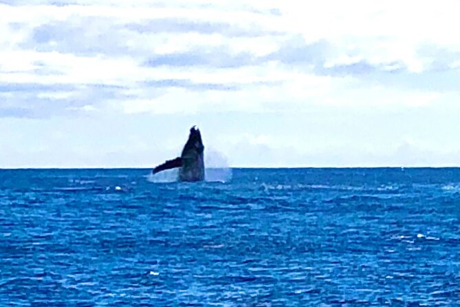 Whale Watching & Late Breakfast Cruise in Honolulu - Logistics that matter: tickets, meeting point, and group size