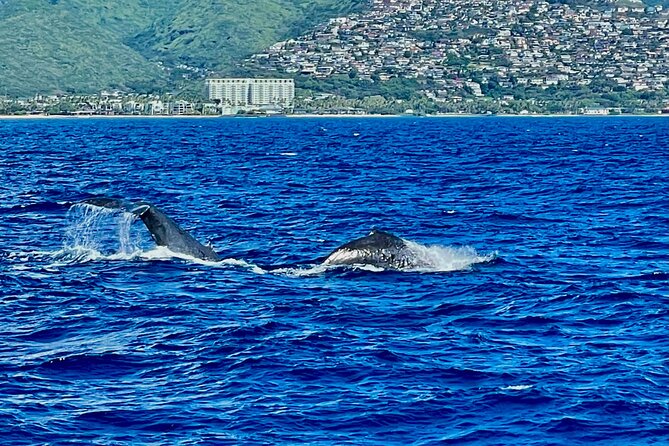 Whale Watching & Late Breakfast Cruise in Honolulu - Service quality: what shines when it runs well