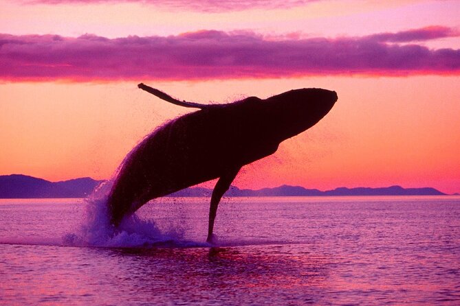 Whale Watching & Limón Waterfall Day Trip - Whale watching in Samana Bay: the main event