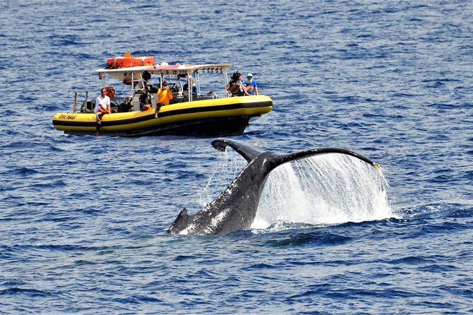 Whale Watching Maui: 2-Hour Small Group Raft Tour from Lahaina - Why This Lahaina Raft Whale Watch Works So Well