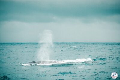 Whale Watching Mirissa Ultimate Tour in Sri Lanka with Breakfast - What happens during the 2–4 hour sea time