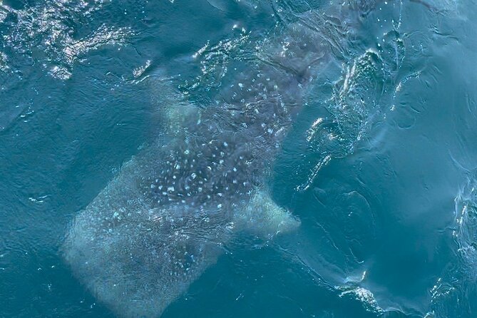 Whale Watching Mirissa Ultimate Tour in Sri Lanka with Breakfast - Breakfast, snacks, coffee, and the little comforts you’ll notice fast