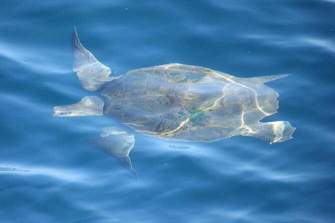 Whale Watching Mirissa with ( WWC ) - Key highlights that matter in Mirissa