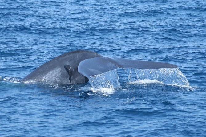 Whale Watching Mirissa with ( WWC ) - What actually happens on board (and when you’ll get fed)