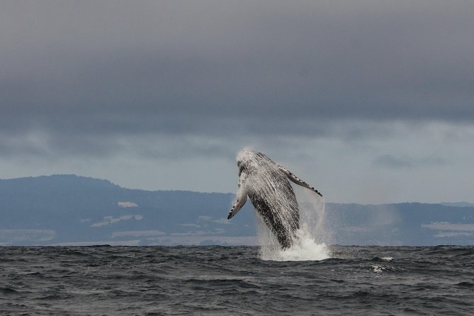 Whale Watching Monterey Bay semi-private limited to 6 people max - Quick reasons this one works well